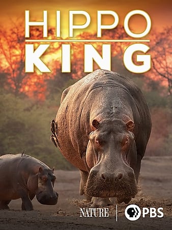 Hippo King
